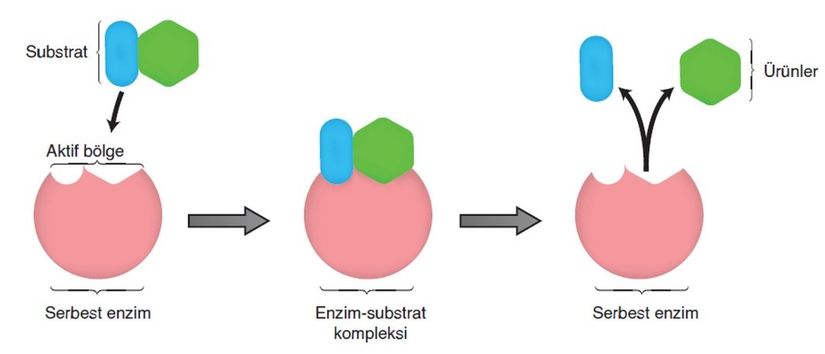 Görsel 7: Enzimatik bir tepkimenin şeması