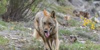El Congreso aprueba que el lobo vuelva a ser cazable al norte del Duero