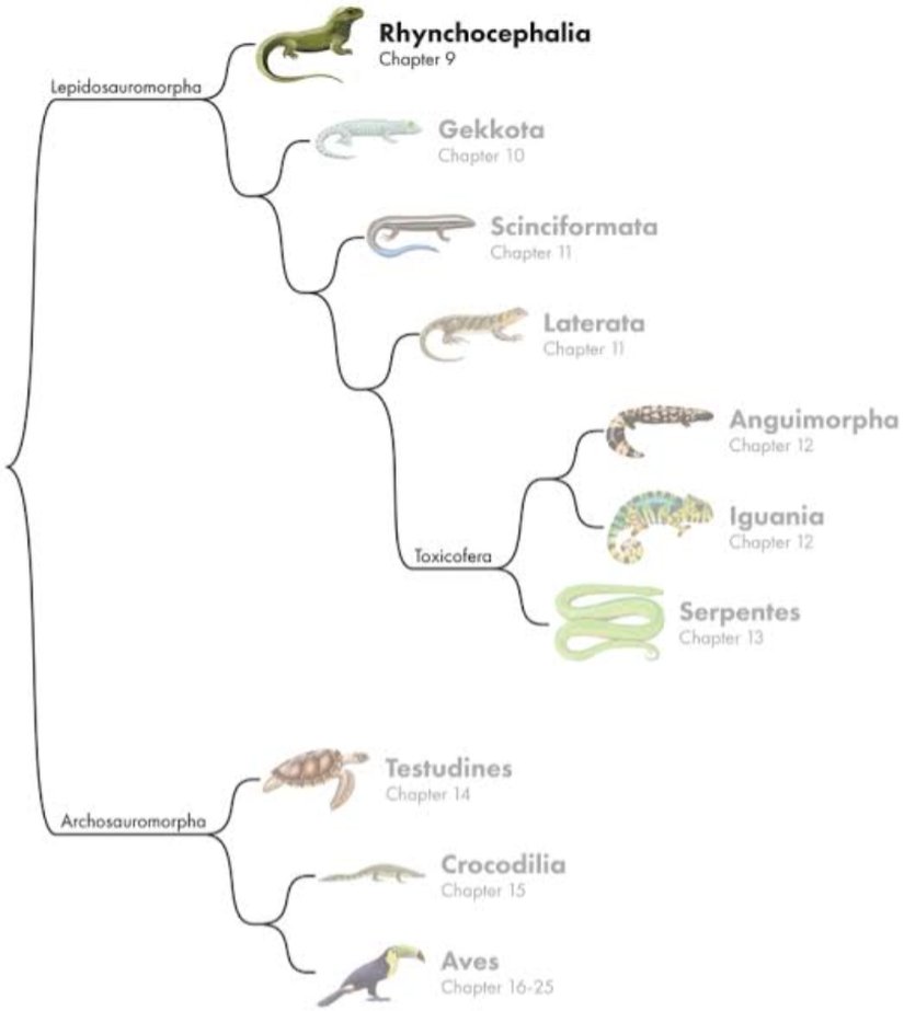 Reptillerin (Sürüngenlerin) Filogenetik Ağacı ve Tuatara'nın Yeri