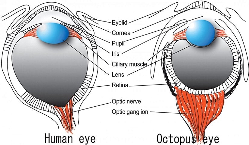 Farklı organizmalarda farklı göz yapıları...