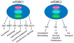 Neuroglobin Discovery Unlocks Key Role In Autophagy Regulation