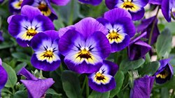 Çiçeklerin Kökeni Üzerine: Çiçekli Bitkiler Nasıl Evrimleşti?