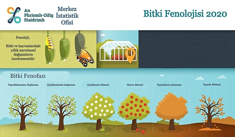 Bir yıllık bitki fenofazını gösteren diyagram.