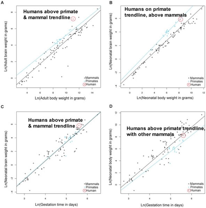 İnsanların beyinlerinin vücutlarına oranı, memeliler arasında en iri beyinlere sahip primatlar arasındaki en yüksek olanıdır. Buna rağmen, doğum sırasında insanların ve primatların vücutlarının beyinlerine oranı yaklaşık olarak eşittir. Öte yandan insanların gebelik süresine kıyasla doğumdaki beyin büyüklükleri daha yüksektir. Son olarak, insan harici primatların beyin büyüklüklerine göre gebelik süreleri, insanlar da dahil diğer memelilere göre daha uzundur.