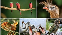 Kuşlara Ait En Kapsamlı Evrim Ağacı, Kuşların Evrimsel Tarihini Aydınlatıyor!