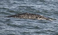 静岡市駿河区大谷の海岸にコククジラ　推定７ｍ、成体か　専門家「西太平洋では珍しい」