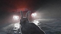 FAR GÖREN TAVŞANLAR NEDEN DONUP KALIRLAR?