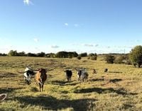 Why importing Argentine meat won’t bring prices down