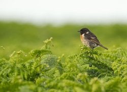 Feed image