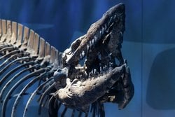 Kuzey Teksas'ta 'Denizin T. rex'i' Keşfedildi: Okul Otobüsü Büyüklüğünde Yeni Mosazor Türü.
