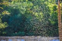 Las Vegas facing 'ticking time bomb' over major mosquito infestation issue - NewsBreak