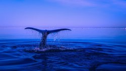 Suların Derinliklerindeki Gizem: Okyanusların Bilinmeyen Dünyası