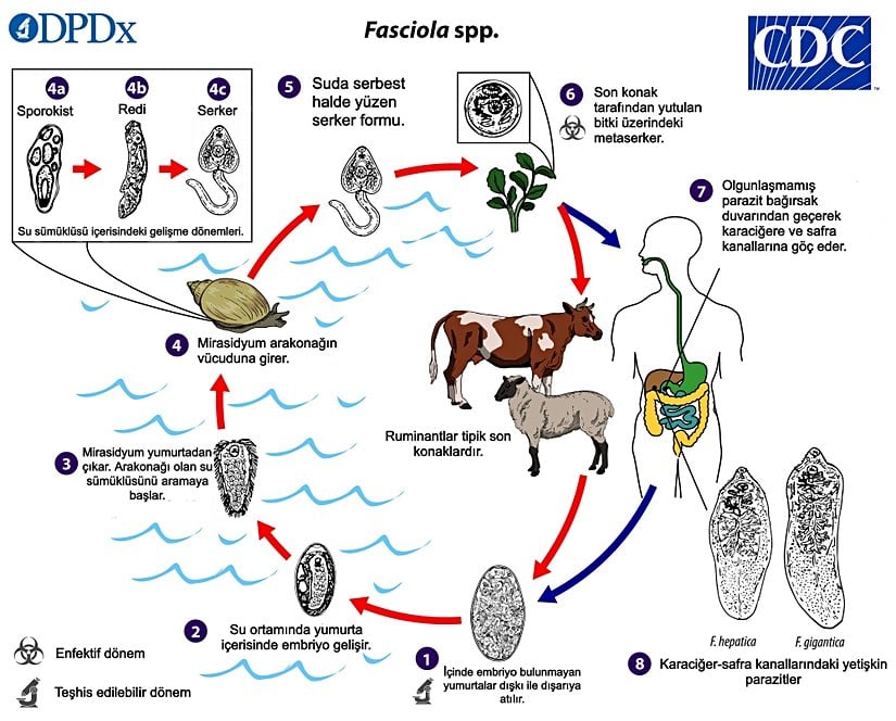 Fasciola hepatica yaşam döngüsü.