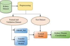 Innovative DBAR-Net Model Transforms Kidney Disease Diagnosis