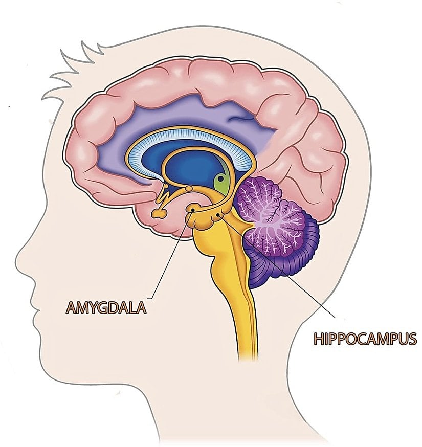Limbik sistemde bulunan Amigdala'nın yerini gösteren görsel