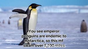 Emperor Penguin Surprises Australia With Unprecedented Appearance