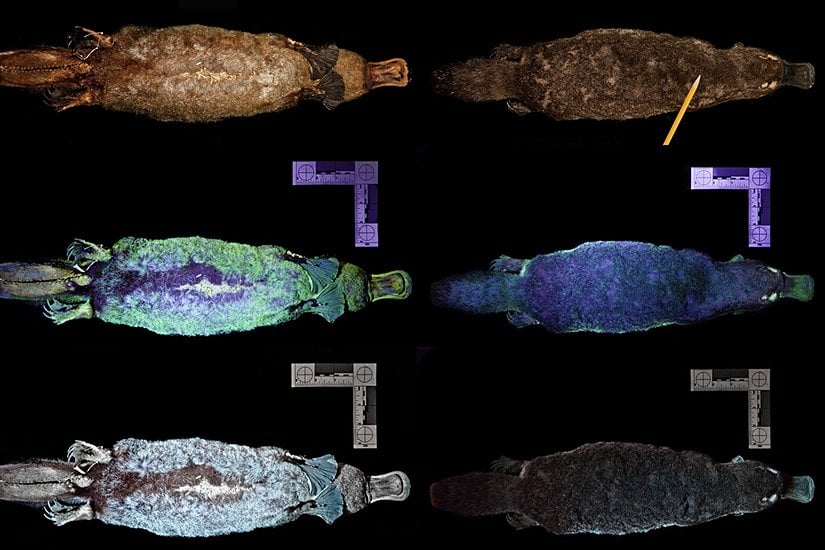 Sırasıyla normal ışıkta ve UV ışık altında bir Ornitorenk (Ornithorhynchus anatinus)