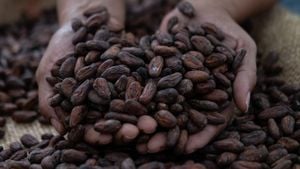 Belgium Faces Cocoa Price Surge And Tax Challenges