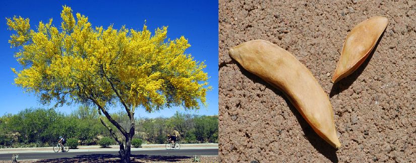 Palo Verde Ağacı ve Palo Verde Tohumu