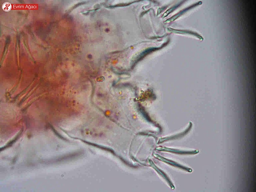 Pençe morfolojisinin simetrisi.