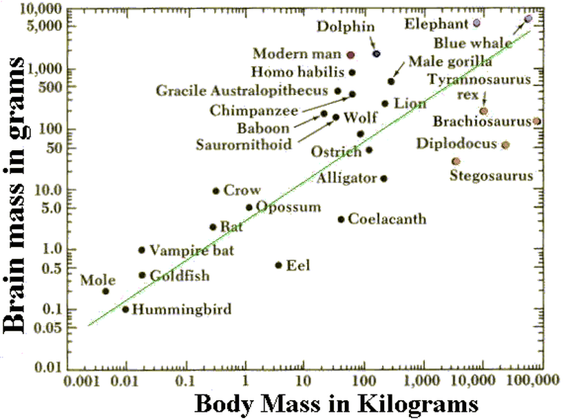 Beyin ağırlığının vücut ağırlığına oranını gösteren grafik. Buradaki yeşil çizgi