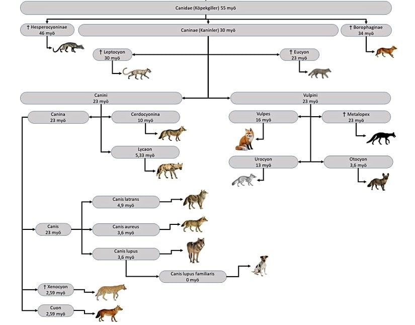 Canidae (Köpekgiller) familyasının taksonomik sınıflaması.