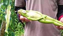 Nareepol ağacı gerçek mi?