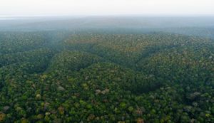 Cold Fronts Hit Amazon Rainforest, Impacting Wildlife