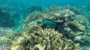 Unprecedented Heat Endangers Great Barrier Reef