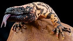 Gila Canavarı (Heloderma suspectum)