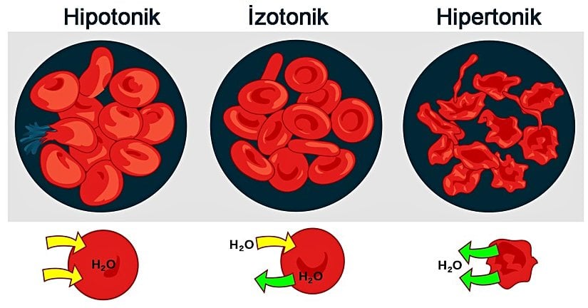 Ozmotik basınç, hipertonik, izotonik ve hipotonik çözeltilerdeki kırmızı kan hücrelerinin şeklini değiştirir.