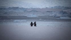 Evrimi "çürütmek"(!) için penguen deneyi