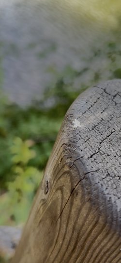 Atatürk Kent Ormanı'nda karşılaştığım bu böceğin türü nedir?