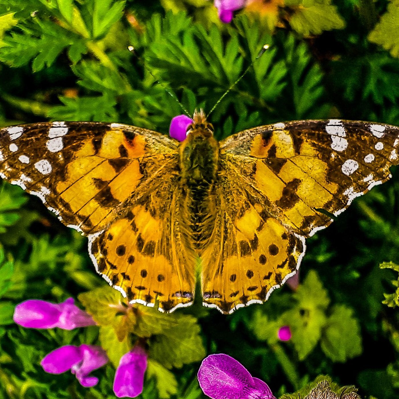 Kelebeklerin Ömrü 1 Gün mü? Bir Kelebek, Kaç Gün Yaşar?