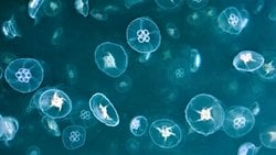 Ay denizanası (Aurelia aurita)