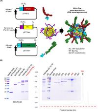 A combined adjuvant and ferritin nanocage based mucosal vaccine against Streptococcus pneumoniae induces protective immune responses in a murine model - Nature Communications