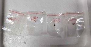 Chinese Nationals Charged With Smuggling Dangerous Fungus