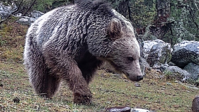 BOLU ORMAN EKOSİSTEMİNDE YABAN HAYATI DİNAMİKLERİ VE TÜR ETKİLEŞİM ANALİZİ: KAPSAMLI FOTOKAPAN ENVANTERİ