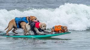 Canine Champions Rise At World Dog Surfing Championship