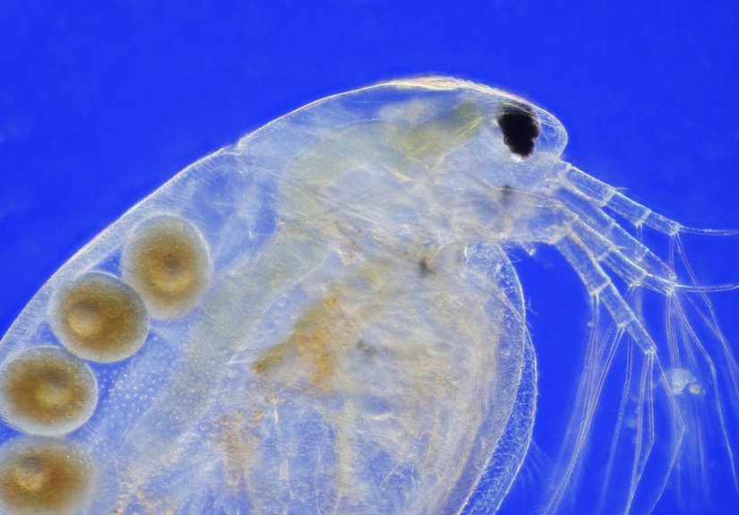İçerisinde dört adet yuvarlak yumurta bulunduran saydam bir su piresinin mikroskobik görüntüsü. Dişi bir tatlı su piresi ("Daphnia magna") partenogenetik yumurtalar taşıyor.