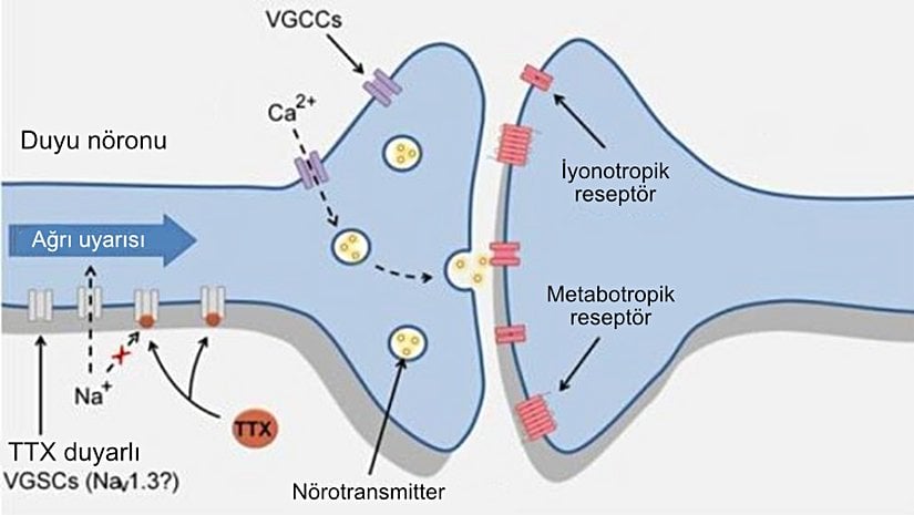 Duyu nöronu ve TTX ilişkisi.