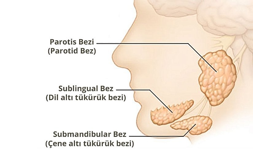 Üç ana tükürük bezi.