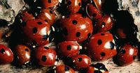Ladybirds swarm UK homes as baffled Brits given reason for 'invasion'