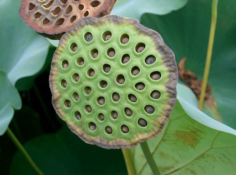 Nelumbo nucifera