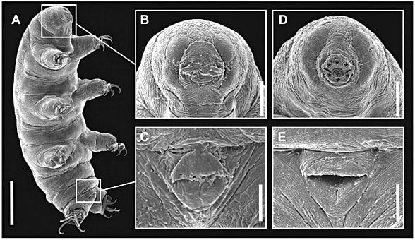 Tardigrad mikroskop altında görüntüsü.