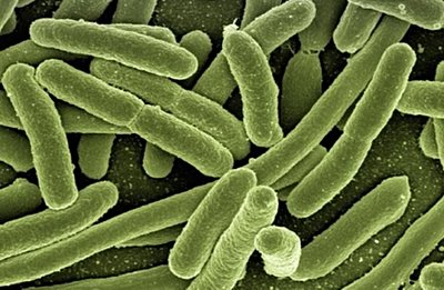 Evrimi Başa Alırsanız Ne Olur?