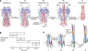 How PH Switches Peroxiredoxin 6 Functionality Revealed