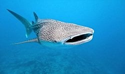 Balina köpekbalıkları neden planktonlarla beslenir?