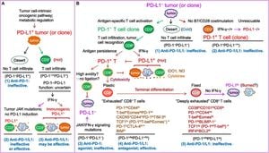 Melatonin Reduces PD-L1 Expression And Fights Liver Cancer