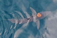 World's Fastest Shark Gives Octopus a Ride on Its Back Off New Zealand Coast, Stunning Scientists